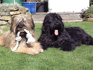 Bo&Daisy287